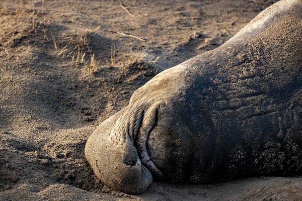 Año Nuevo Elephant Seal Tours