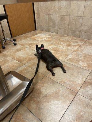 Pacha waiting on the vet ft his little toe beans