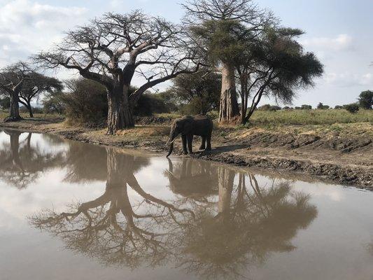 Safari in Tarangire, travel insurance through David Kanefsky Insurance Agency 303-431-9490 amazing experience!