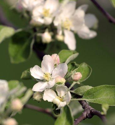 Historic apple orchard in blossom at Heritage Farm.