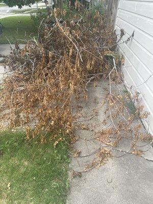 Tree clippings the management company just left on the driveway