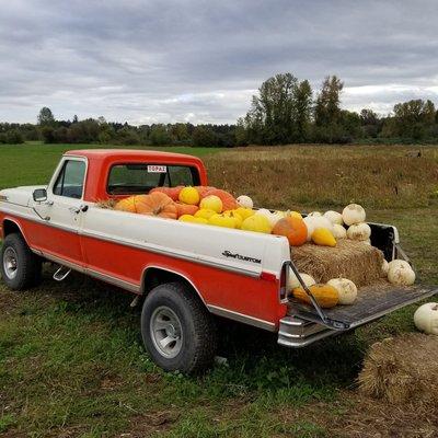 Fall at Topaz Farms