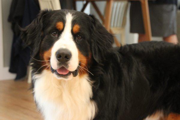 Jacko, 2-year-old, Bernese mountain dog.