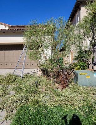 Trimming tree