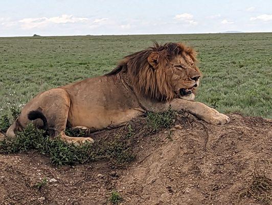 Serengeti lion