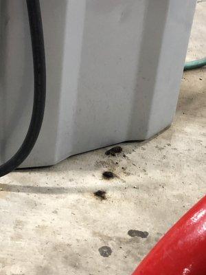 Dog poop right beside the gas pump