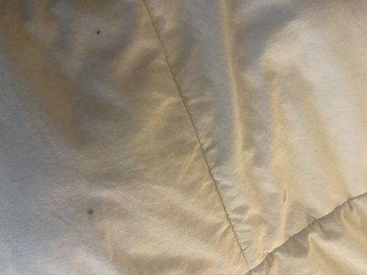 Blood stains on our comforter