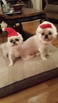 Merry Christmas from Mojo and Sophie! We love you Dr. Mike!