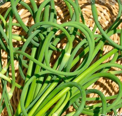 gourmet garlic scapes