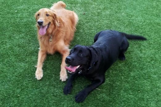 Happy client Rocko with Chase at the dog park.  Rocko is still getting some puppy training, and mid day exercise.