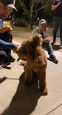 This is my dog Louie found over 24 hours later across the street with cacti holding his ears together all thanks to Seven dogs groomers.