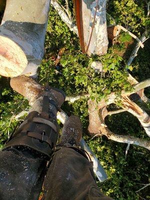 Storm damage, out on a limb for you