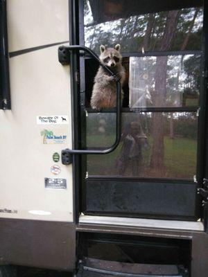 Hemi the raccoon. Another rescue just checking out the scenery looking cute