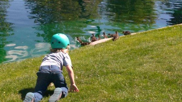 Little guy trying to pet a duck.