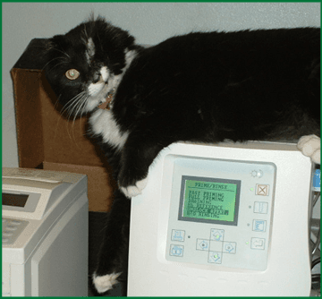 Singe monitoring the Lab.