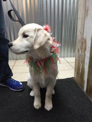 They even outfitted Blanca with some holiday attire with her groom :)