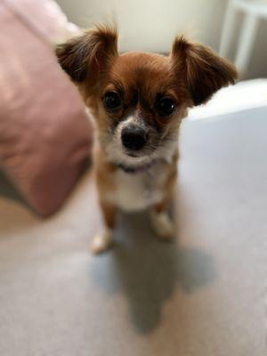 Winky, long haired chihuahua, one day after being groomed!