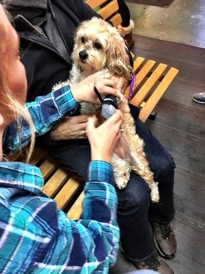 Paw shoes protect pads from cold and chemicals.  Happy Bella being fitted for hers