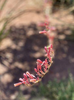 09.04.21 Red Yucca flower