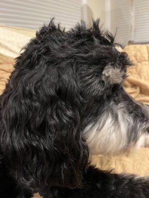 This image shows the uneven hairs on top of his head.