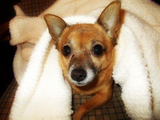 Honey Gurl Ogan with her blankets over her head, so cute