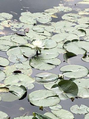 Water Lilly