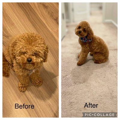 Before and After of my Toy Cockapoo