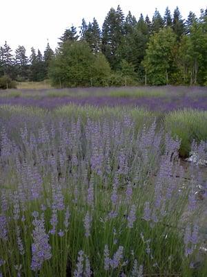 Lavender in bloom