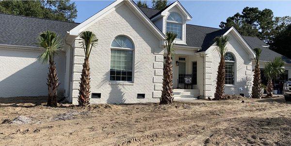 New landscaping (Palms and sod)