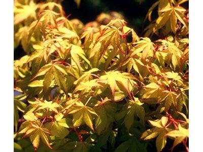 Acer p. Orange Dream, here in Spring.  Summer is green.  Fall is orange.  Grows to 10' in landscape. Size 1=$40. Size 20=$799