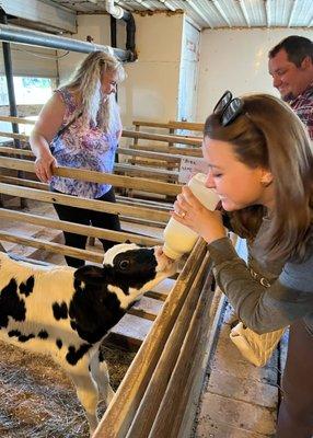 Feeding a baby calf!