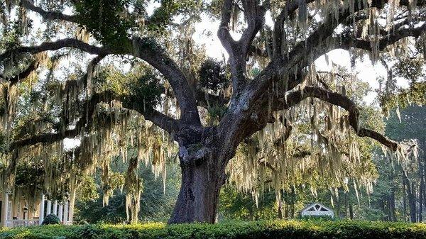 Beautiful tree in Habersham Marketplace!