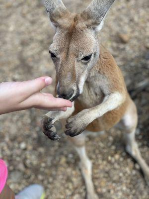 Kangaroo feeding.