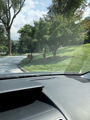 Two beautiful deer casually eating some grass on our way out. Don't see that very often on a hospital site!!!