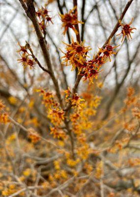 Witch Hazel