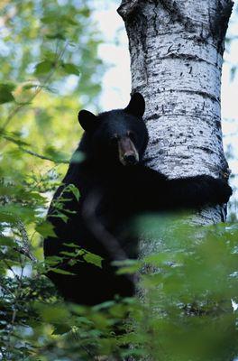 Black Bear up a tree. One of our favorite places to be.