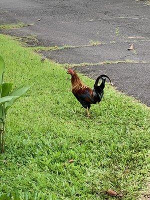 Rooster out for a stroll