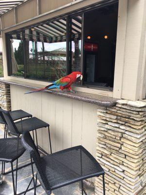 Parrot home behind tower