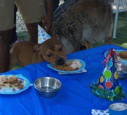 We host birthday parties for our daycare guests!