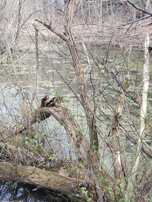 Town Of Clarence Escarpment Sanctuary