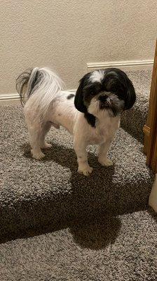 My beautiful lil' Shih Tzu Oreo groomed by Adrian and his team.