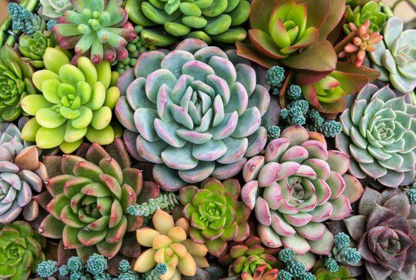 Succulent Garden