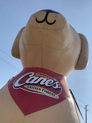 Big Cane's dog!