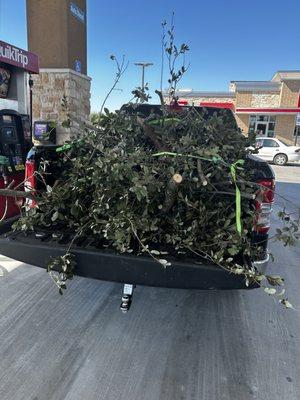 Tree service.
Trimmed a huge tree and hauled off some crazy loads!