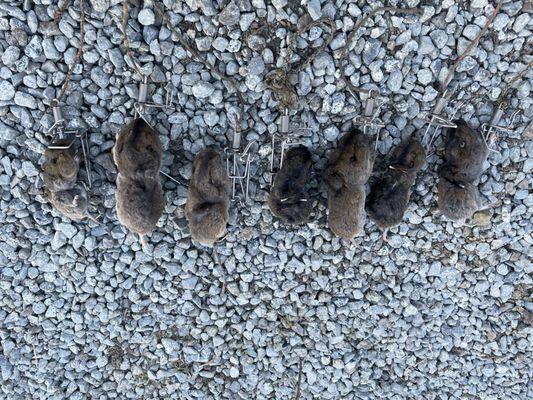 Using traps to control gophers insures there is no chance of secondary poisoning. It may be more work, but the peace of mind is worth it