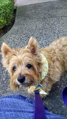 Birthday boy and his birthday bandana