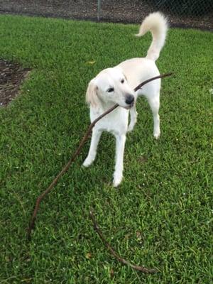 Sophie found a nice stick to play fetch with outside.