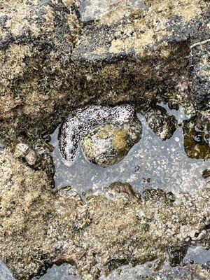 sea cucumber