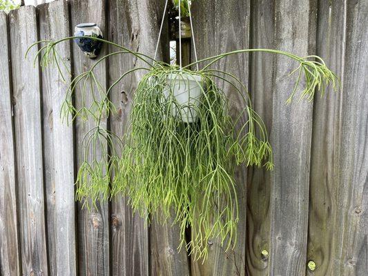 Back view of the same Rhipsalis