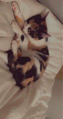 Calico Cat